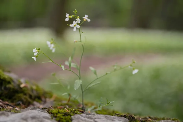 Растение Маленькими Белыми Цветами Растет Природе — стоковое фото