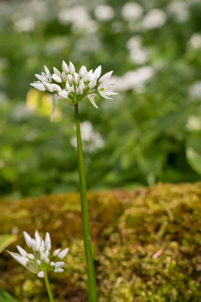 Close Uma Flor Urso Alho Branco Floresta Com Fundo Borrado — Fotografia de Stock