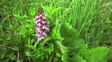 Orkide (Neotinea ustulata) doğadaki doğal ortamında büyür ve çiçek açar..