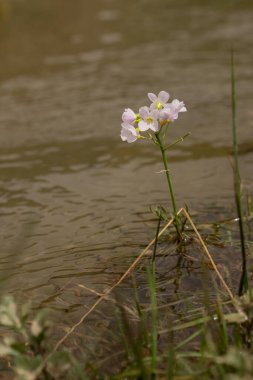 Su basmış bir derenin kenarında pembe küçük bir çiçek yetişir. 