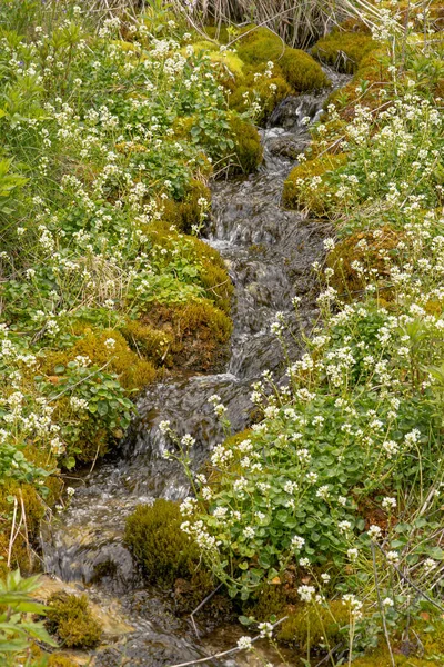 Arroyo Montaña Cascade Fluye Través Flores Florecientes Musgo —  Fotos de Stock