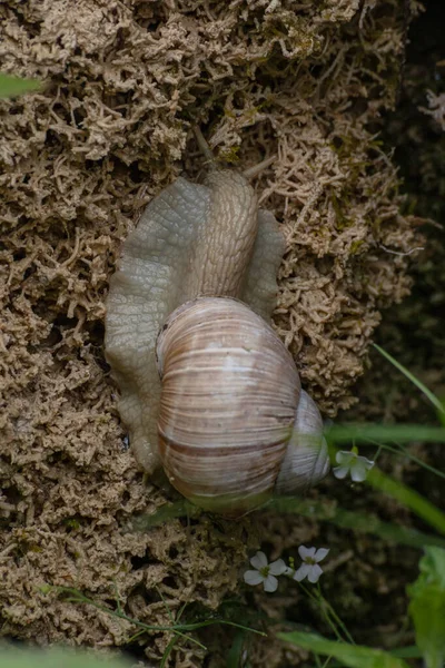 Σαλιγκάρι Helix Pomatia Σκαρφαλώνει Κοιτάσματα Τραβερτίνης — Φωτογραφία Αρχείου