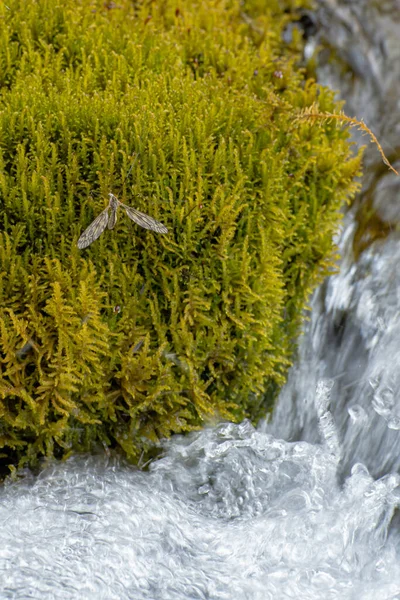 Tipula Paludosa Sitzt Auf Moos Über Der Oberfläche Eines Gebirgsbaches — Stockfoto