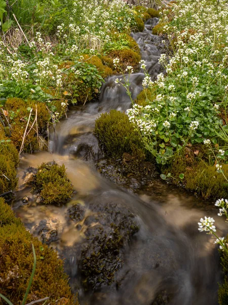 Córrego Montanha Cascade Flui Através Flores Florescentes Musgo — Fotografia de Stock