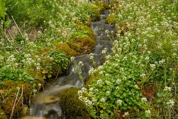 Arroyo Montaña Cascade Fluye Través Flores Florecientes Musgo —  Fotos de Stock