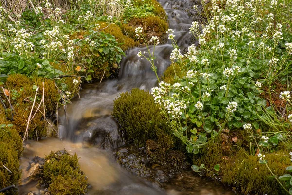 Córrego Montanha Cascade Flui Através Flores Florescentes Musgo — Fotografia de Stock
