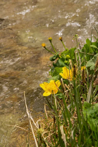 Flores Amarelas Caltha Palustris Crescem Banco Córrego — Fotografia de Stock