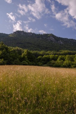 Sunny day in nature, meadow with tall grass, rocky mountains and clouds in the blue sky. 