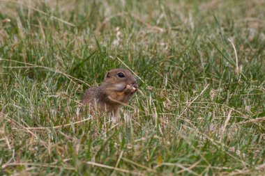 Rodent Spermophilus citellus on a meadow with grass and in its environment 