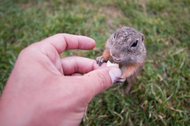 The rodent Spermophilus citellus takes food from its hand 