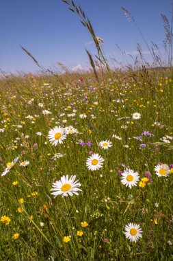 A meadow with tall grass full of meadow flowers on a sunny day 