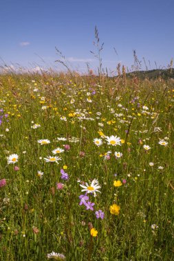 A meadow with tall grass full of meadow flowers on a sunny day 