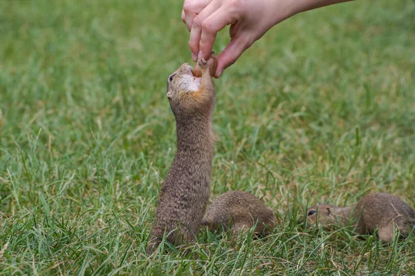 Het Knaagdier Spermophilus Citellus Neemt Voedsel Uit Zijn Hand — Stockfoto