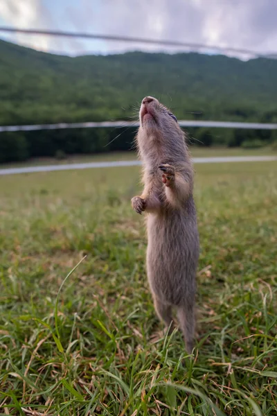 Rodent Spermophilus Citellus Meadow Grass Its Environment — Stock fotografie