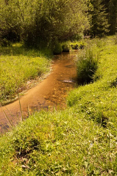 Córrego Dourado Claro Flui Pela Floresta Borda Prado Com Grama — Fotografia de Stock