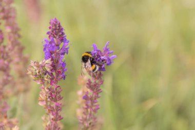 Yaban arısı güneşli bir günde yaz otlaklarını tozlaştırır.. 