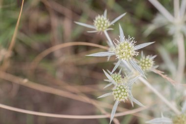 İlginç bir yaz çiçeği, beyaz taç yaprakları, yakın plan. 