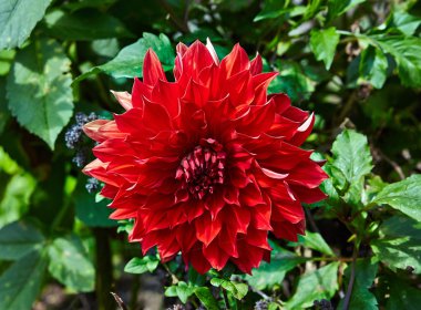 bahçede çiçek açan dev kırmızı dahlia Tarõmõn