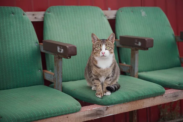 영화관 의자에 고양이 도시의 거리에서의 무작위 — 스톡 사진