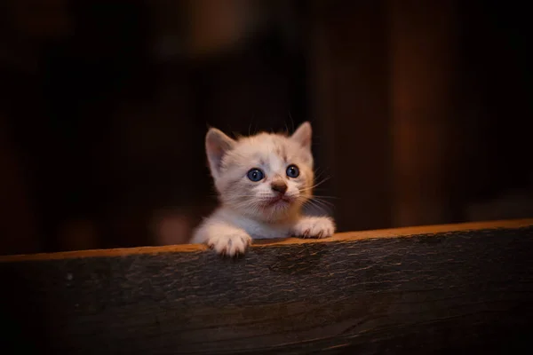 귀여운 고양이가 그녀를 둘러싼 세계를 탐험하고 있습니다 집안의 어두운 — 스톡 사진