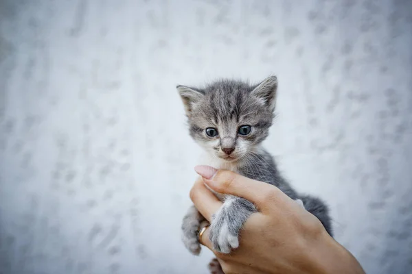 可爱的小猫手握白色背景的小猫咪 雌性手牵着可爱的白色和灰色的小猫 新家的毛茸茸的朋友 收养的概念 — 图库照片