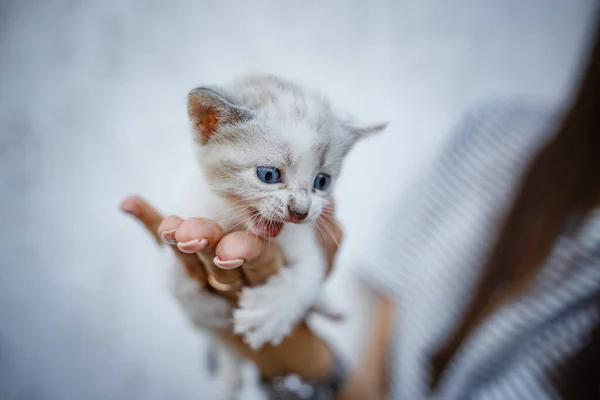 Suloinen Pieni Kissanpentu Käsissä Valkoisella Taustalla Nainen Kädet Tilalla Söpö — kuvapankkivalokuva