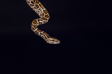 tiger python, black and yellow, against black background  clipart