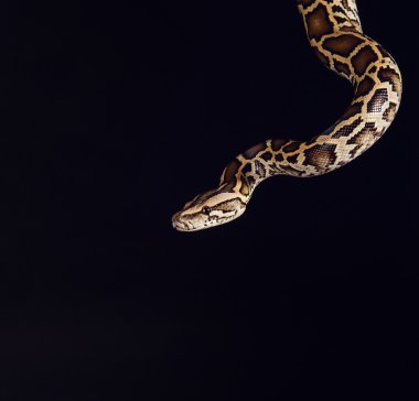 tiger python, black and yellow, against black background 