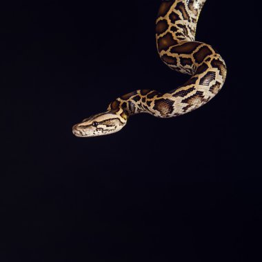 tiger python, black and yellow, against black background  clipart