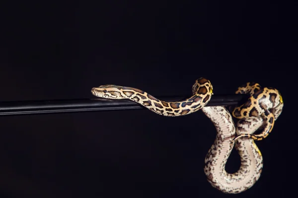 Python tigre, noir et jaune, sur fond noir — Photo