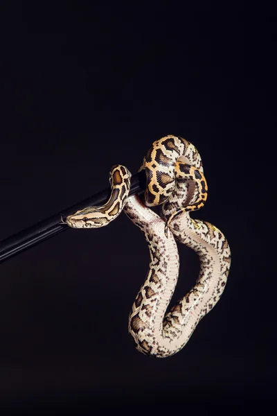 Tiger python, black and yellow, against black background — Stock fotografie