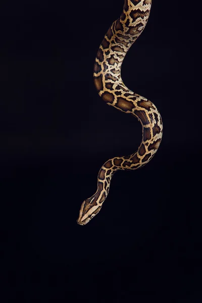 Python tigre, noir et jaune, sur fond noir — Photo