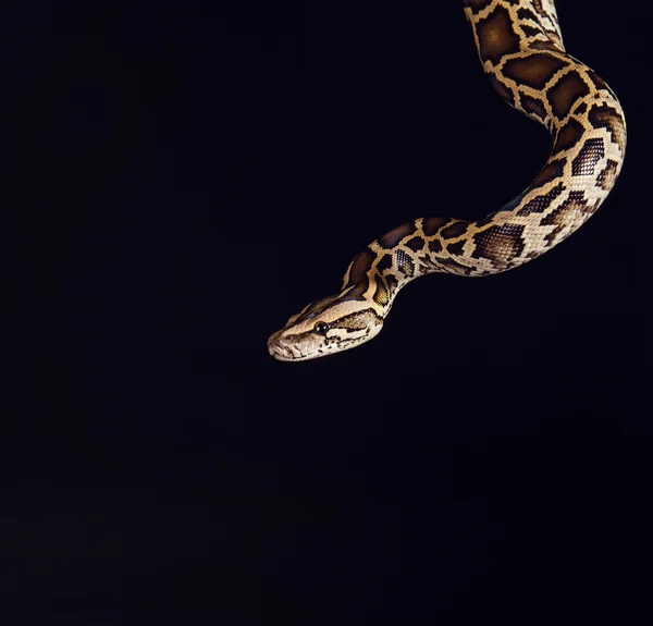 Tiger python, black and yellow, against black background — 图库照片