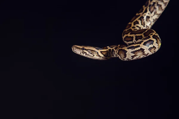 Tigerpython, schwarz und gelb, vor schwarzem Hintergrund — Stockfoto