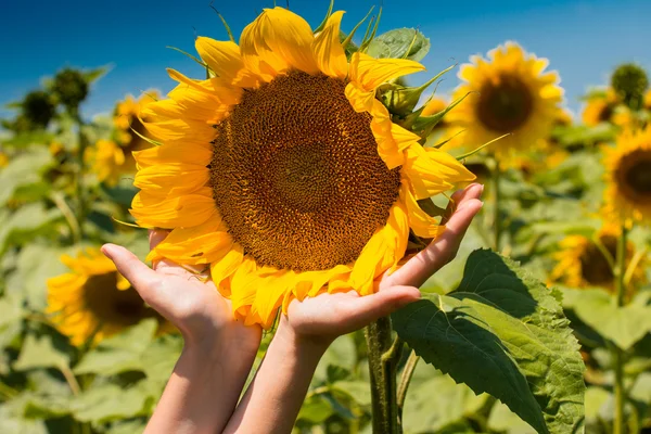 Tournesol dans les paumes des femmes — Photo