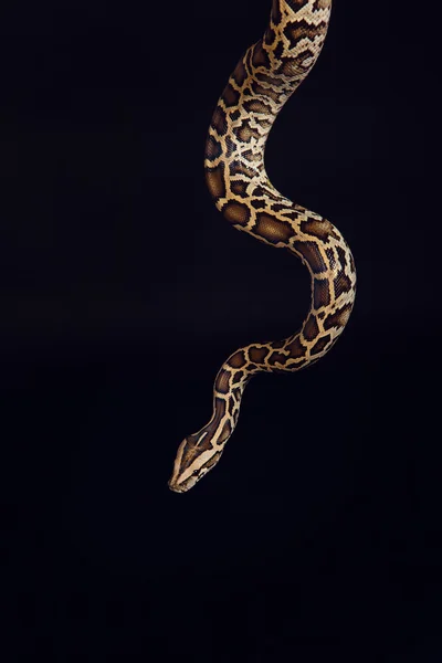 Tiger python, black and yellow, against black background ストックフォト