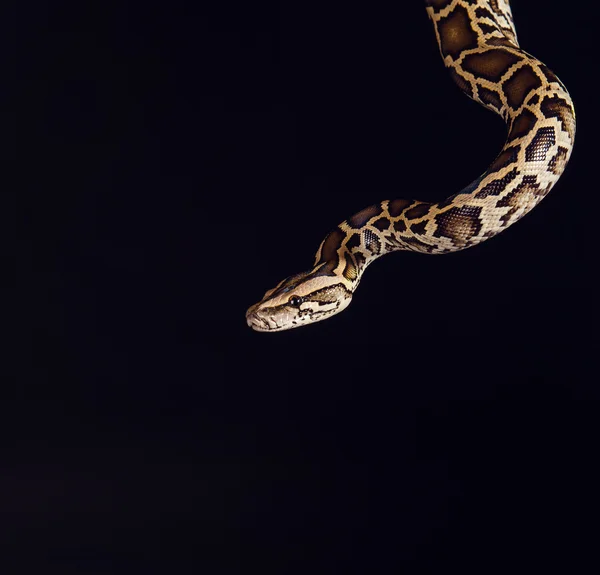 Tiger python, black and yellow, against black background ロイヤリティフリーのストック写真
