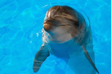 Dolphin looking up clipart