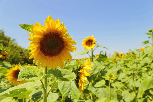 Blommande solros i blå himmel bakgrund — Stockfoto