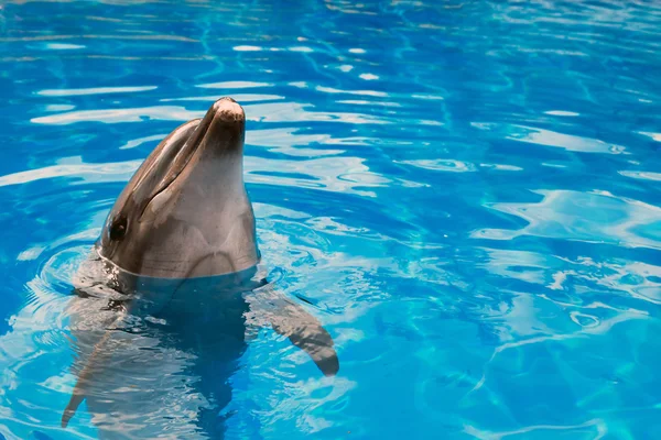 Dolphin looking up — Stock Photo, Image