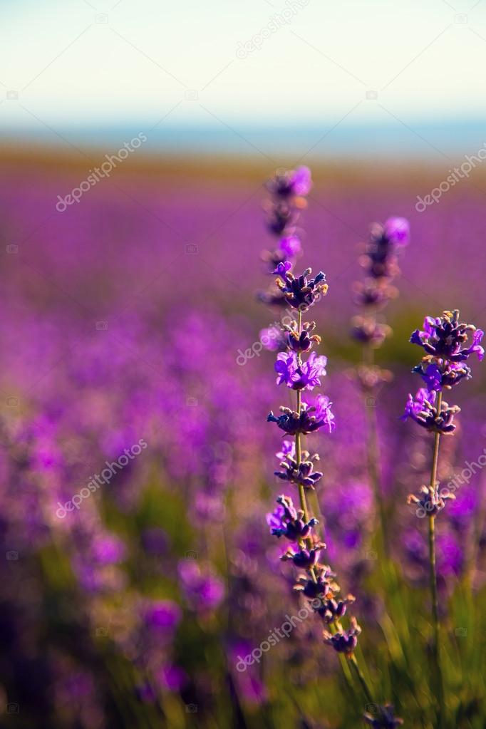 Lavender Flowers — Stock Photo © Selenittt 63006325