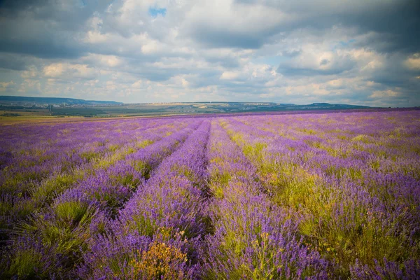 Veld van lavendelbloemen — Stockfoto