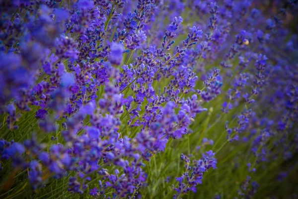 Flores de lavanda — Fotografia de Stock