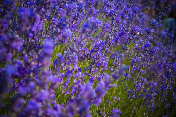 淡紫色小花 — 图库照片