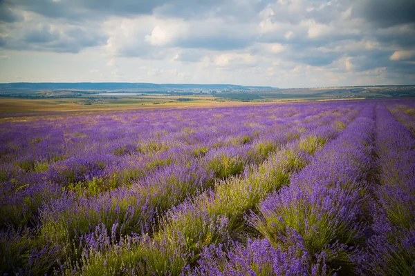 Veld van lavendelbloemen — Stockfoto