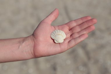 Seashell in male hand