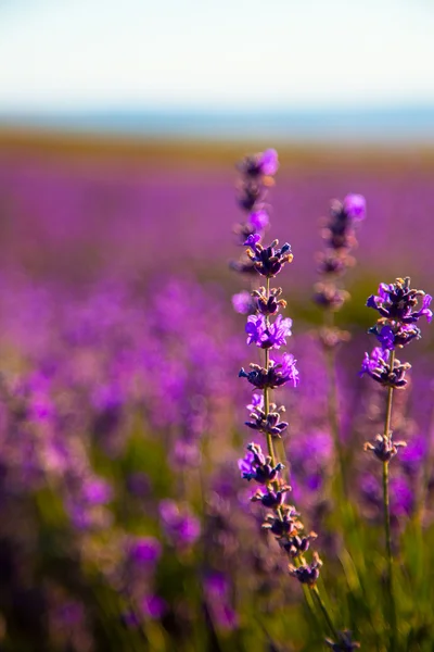 Lavendel — Stockfoto