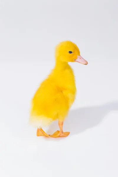 Little yellow duckling on white background — Stock Photo, Image
