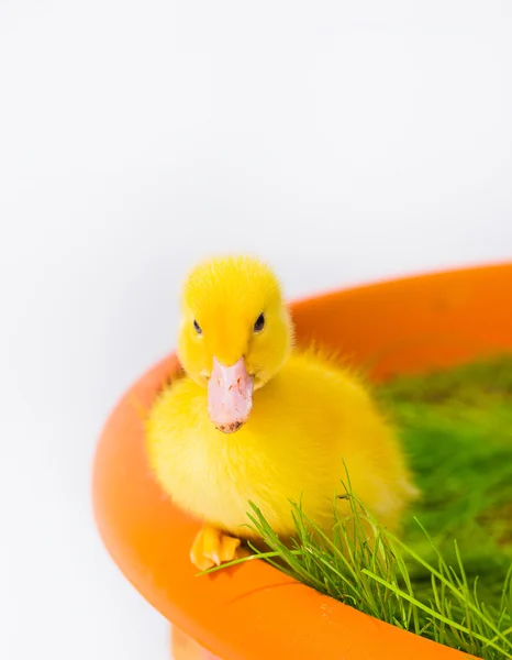 可爱的小宝贝复活节鸭在草丛中 — 图库照片