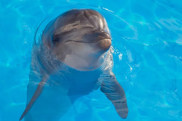 Smiling dolphin — Stock Photo, Image